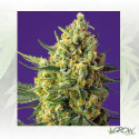 Crystal Candy XL Auto® Sweet Seeds - 3 Seeds