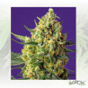 Crystal Candy XL Auto® Sweet Seeds - 3 Seeds