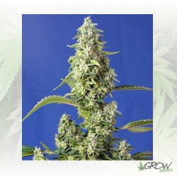 Gorilla Girl XL Auto® Sweet Seeds - 5 Seeds