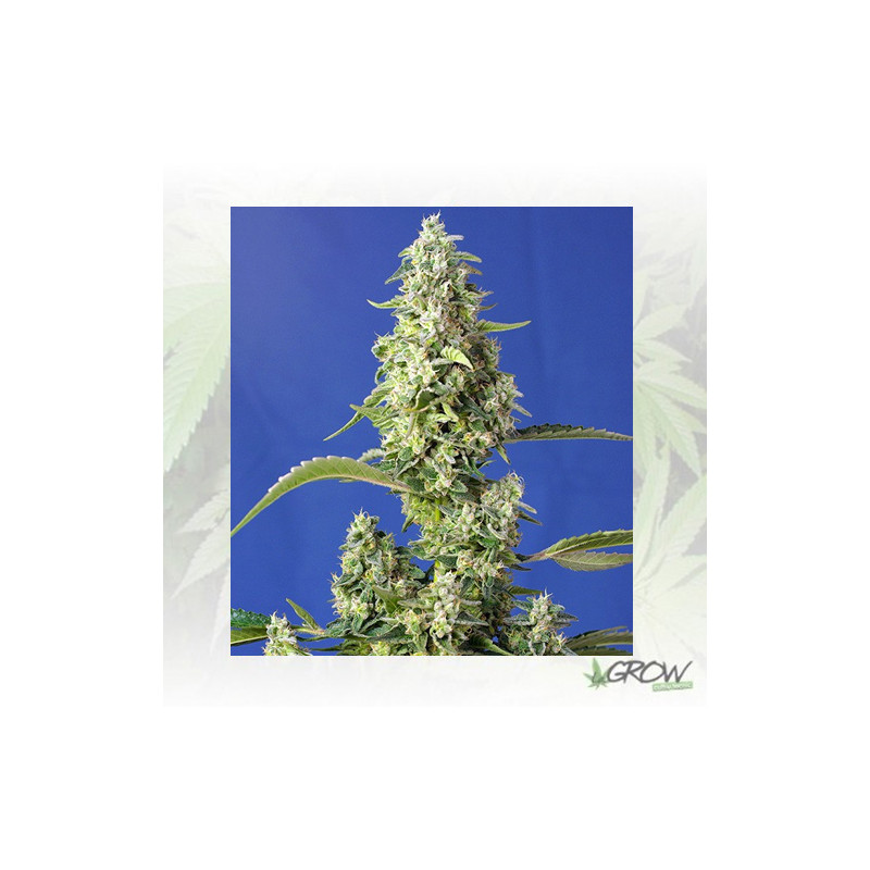 Gorilla Girl XL Auto® Sweet Seeds - 5 Seeds