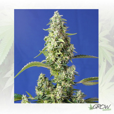 Gorilla Girl XL Auto® Sweet Seeds - 5 Seeds