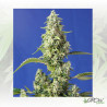 Gorilla Girl XL Auto® Sweet Seeds - 5 Seeds