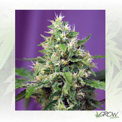Sweet Amnesia Haze XL Auto® Sweet Seeds - 3 Seeds