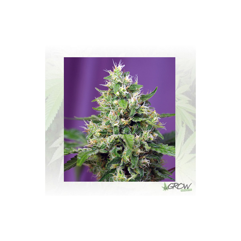 Sweet Amnesia Haze XL Auto® Sweet Seeds - 3 Seeds