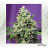 Sweet Amnesia Haze XL Auto® Sweet Seeds - 3 Seeds