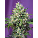 Sweet Amnesia Haze XL Auto Sweet Seeds - 5 seeds