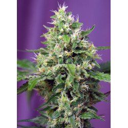 Sweet Amnesia Haze XL Auto Sweet Seeds - 5 seeds
