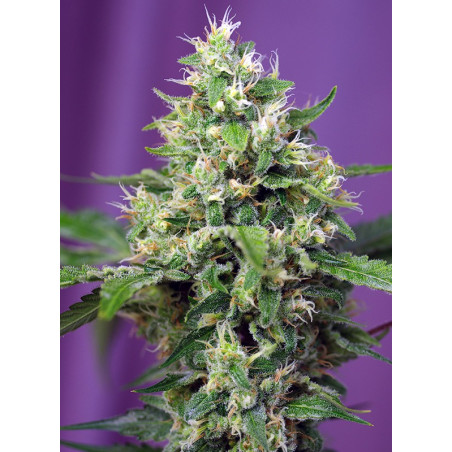 Sweet Amnesia Haze XL Auto Sweet Seeds - 5 seeds