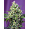 Sweet Amnesia Haze XL Auto Sweet Seeds - 5 seeds