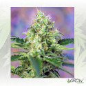 Crystal Candy® Sweet Seeds - 3 Seeds
