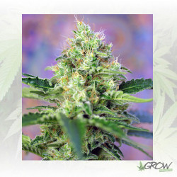 Crystal Candy® Sweet Seeds - 3 Seeds
