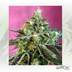 Sweet Nurse Auto CBD® Sweet Seeds - 3 seeds