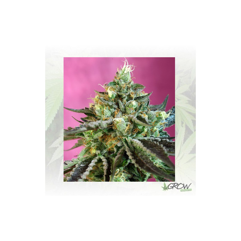 Sweet Nurse Auto CBD® Sweet Seeds - 5 seeds