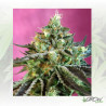 Sweet Nurse Auto CBD® Sweet Seeds - 5 seeds