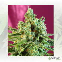 S.A.D. CBD® Sweet Seeds - 3 Seeds