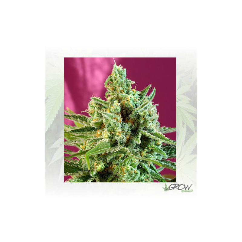 S.A.D. CBD® Sweet Seeds - 3 Seeds