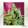S.A.D. CBD® Sweet Seeds - 3 Seeds