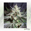 Black Jack® Sweet Seeds - 3 Seeds