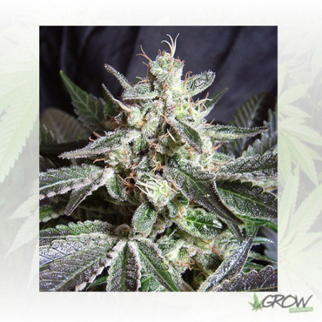 Black Jack® Sweet Seeds - 3 Seeds