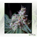Cream Caramel Sweet Seeds - 3 Seeds