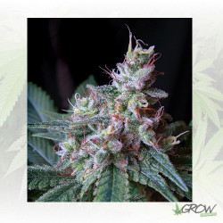 Cream Caramel Sweet Seeds - 5 Seeds