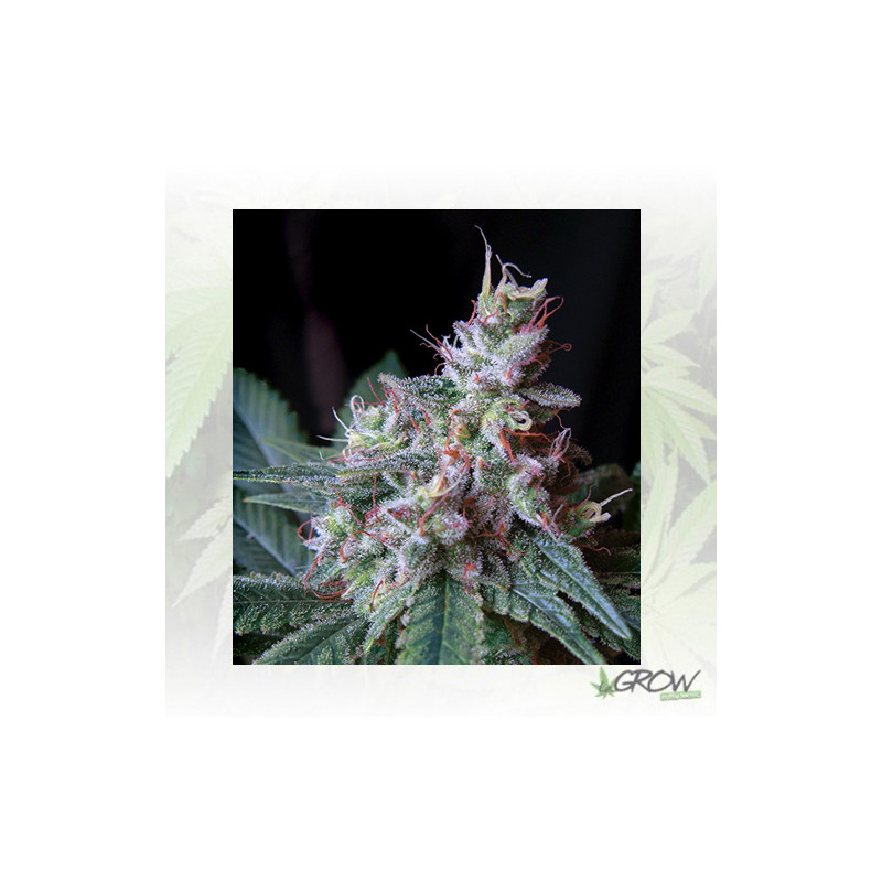 Cream Caramel Sweet Seeds - 5 Seeds