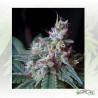 Cream Caramel Sweet Seeds - 5 Seeds