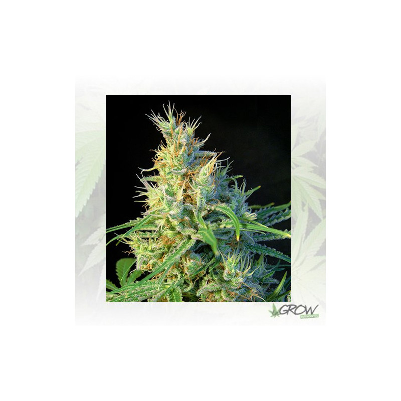 Psicodelicia® Sweet Seeds - 3 Seeds