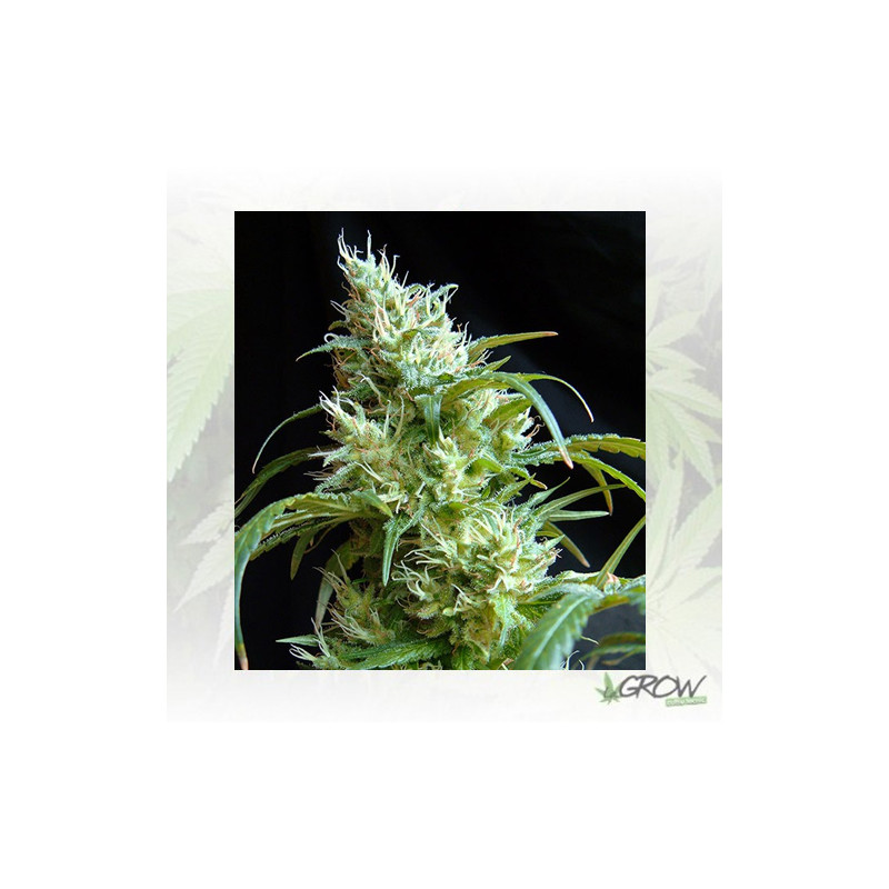 Flash Back 2 Sweet Seeds - 5 Seeds