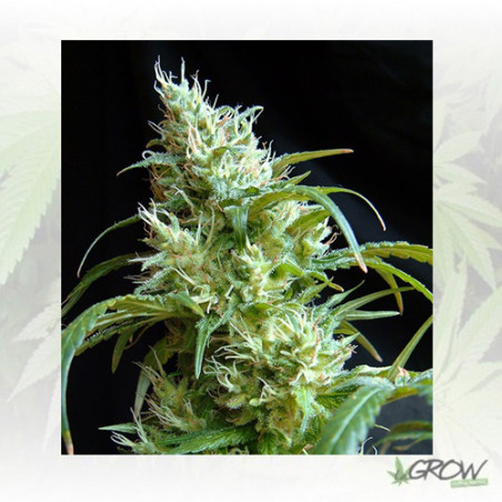 Flash Back 2 Sweet Seeds - 5 Seeds