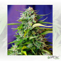Jack 47® Sweet Seeds - 3 Seeds