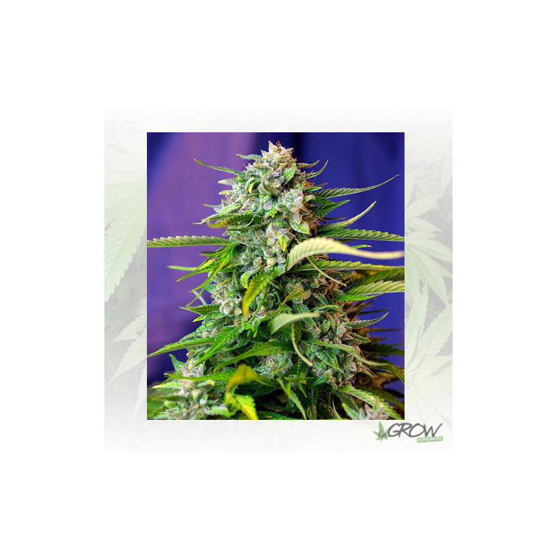 Jack 47® Sweet Seeds - 3 Seeds