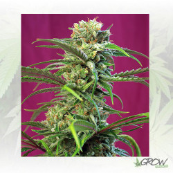 Sweet Tai® Sweet Seeds - 5 Seeds