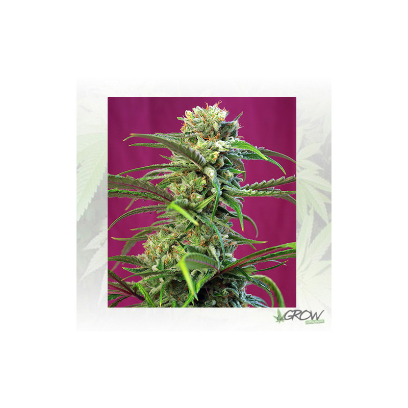 Sweet Tai® Sweet Seeds - 5 Seeds