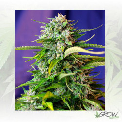 Jack 47® Sweet Seeds - 5 Seeds