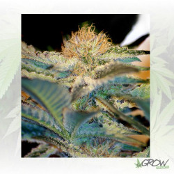 Mohan Ram® Sweet Seeds - 3 Seeds