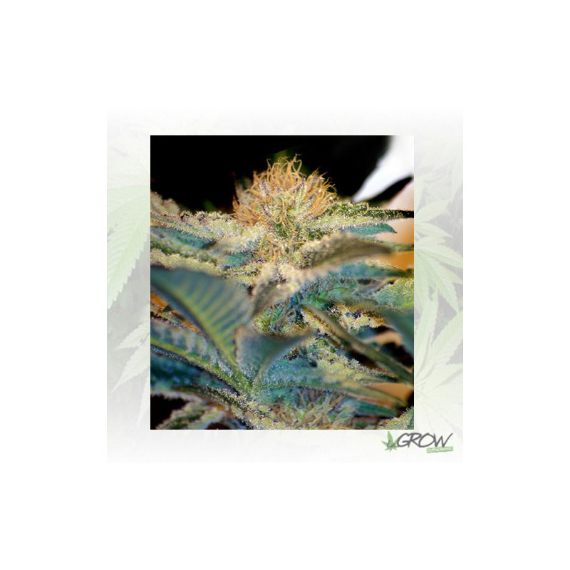 Mohan Ram® Sweet Seeds - 3 Seeds