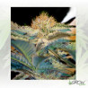 Mohan Ram® Sweet Seeds - 3 Seeds
