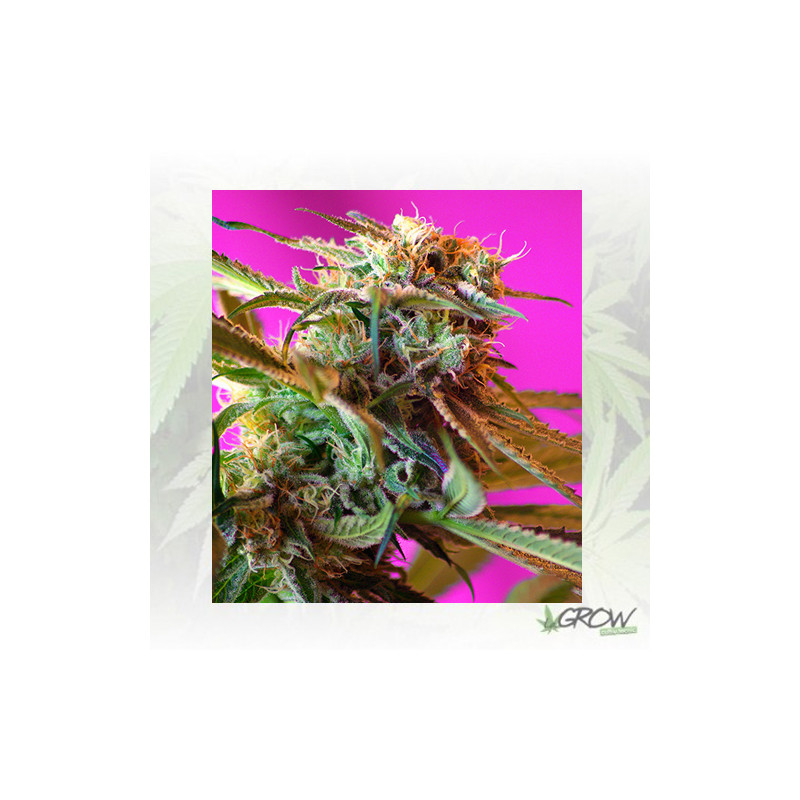 Wild Rose Sweet Seeds - 3 Seeds