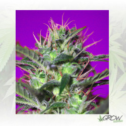 Botafumeiros® Sweet Seeds - 3 Seeds