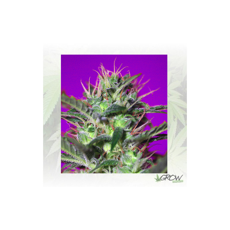 Botafumeiros® Sweet Seeds - 3 Seeds
