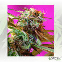 Wild Rose Sweet Seeds - 5 Seeds