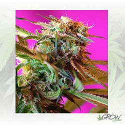 Wild Rose Sweet Seeds - 5 Seeds