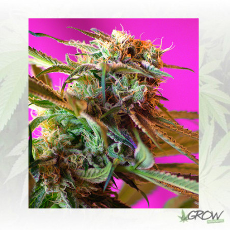 Wild Rose Sweet Seeds - 5 Seeds