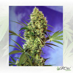 Big Devil Auto® Sweet Seeds - 3 Seeds