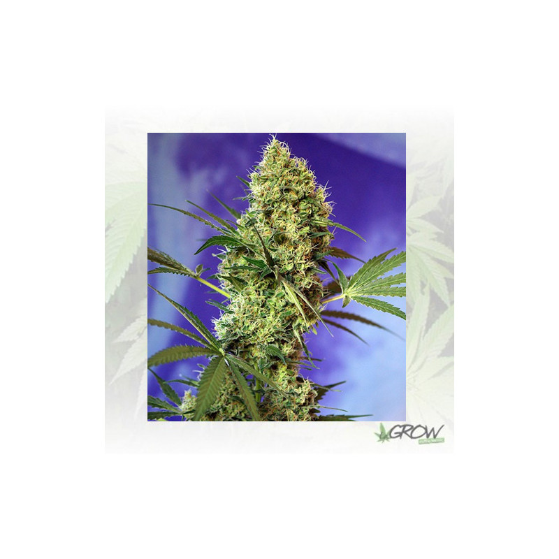 Big Devil Auto® Sweet Seeds - 5 Seeds