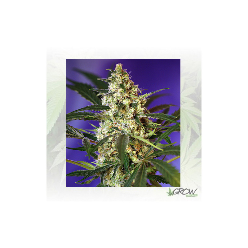 Fast Bud 1 Auto® Sweet Seeds - 3 Seeds