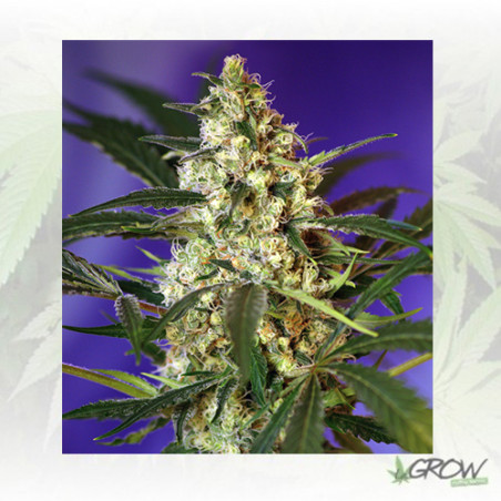 Fast Bud 1 Auto® Sweet Seeds - 3 Seeds