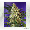 Fast Bud 1 Auto® Sweet Seeds - 3 Seeds