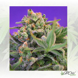 Sweet Cheese® Sweet Seeds - 3 Seeds